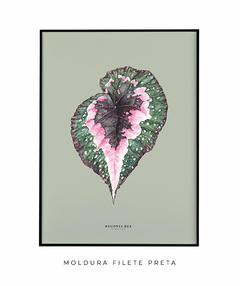 Quadro Decorativo Begonia Rex - Fundo Pistacchio - Flowersjuls - Quadros decorativos botânicos | Aquarelas autorais