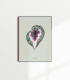 Quadro Decorativo Begonia Rex - Fundo Pistacchio