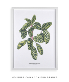 Quadro decorativo Calathea Zebrina - Flowersjuls - Quadros decorativos botânicos | Aquarelas autorais