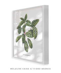 Quadro decorativo Calathea Zebrina