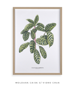 Imagem do Quadro decorativo Calathea Zebrina