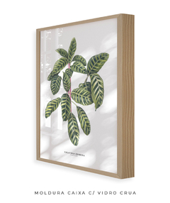 Quadro decorativo Calathea Zebrina - comprar online