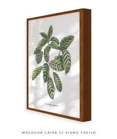 Quadro decorativo Calathea Zebrina - Flowersjuls - Quadros decorativos botânicos | Aquarelas autorais
