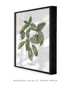 Quadro decorativo Calathea Zebrina - loja online