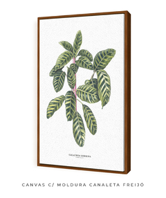 Quadro decorativo Calathea Zebrina - Flowersjuls - Quadros decorativos botânicos | Aquarelas autorais