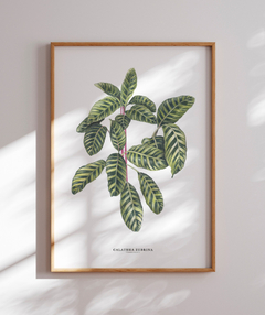 Quadro decorativo Calathea Zebrina