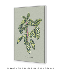 Quadro Decorativo Calathea Zebrina - Fundo Pistacchio - Flowersjuls - Quadros decorativos botânicos | Aquarelas autorais