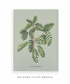 Quadro Decorativo Calathea Zebrina - Fundo Pistacchio - comprar online