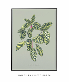 Quadro Decorativo Calathea Zebrina - Fundo Pistacchio - Flowersjuls - Quadros decorativos botânicos | Aquarelas autorais