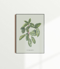 Quadro Decorativo Calathea Zebrina - Fundo Pistacchio