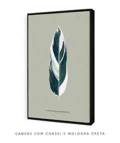 Quadro Decorativo Ctenanthe - Fundo Pistacchio