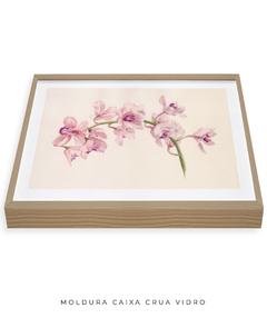 Quadro Decorativo Cymbidium