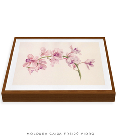 Quadro Decorativo Cymbidium na internet