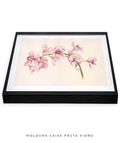 Quadro Decorativo Cymbidium - loja online