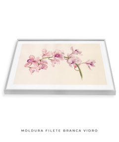 Imagem do Quadro Decorativo Cymbidium