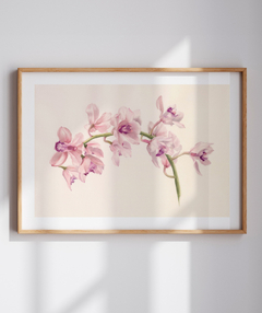 Quadro Decorativo Cymbidium