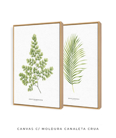 Quadro Decorativo Dupla Avenca e Palmeira Dypsis - Flowersjuls - Quadros decorativos botânicos | Aquarelas autorais