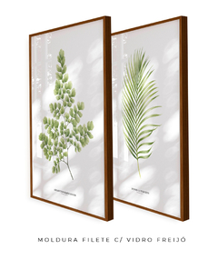 Quadro Decorativo Dupla Avenca e Palmeira Dypsis - Flowersjuls - Quadros decorativos botânicos | Aquarelas autorais