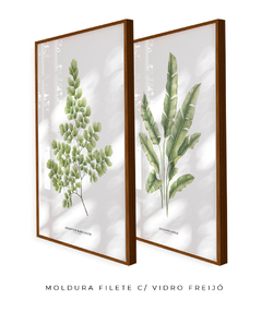 Quadro Decorativo Dupla Avenca II + Heliconia - Flowersjuls - Quadros decorativos botânicos | Aquarelas autorais