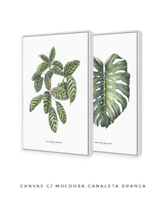 Quadro Decorativo Dupla Calathea + Monstera - Flowersjuls - Quadros botânicos decorativos | Aquarelas autorais