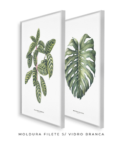 Quadro Decorativo Dupla Calathea + Monstera na internet