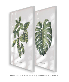 Quadro Decorativo Dupla Calathea + Monstera - Flowersjuls - Quadros decorativos botânicos | Aquarelas autorais