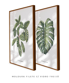 Quadro Decorativo Dupla Calathea + Monstera - comprar online