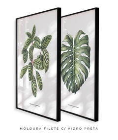 Quadro Decorativo Dupla Calathea + Monstera - Flowersjuls - Quadros decorativos botânicos | Aquarelas autorais