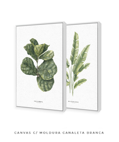 Quadro Decorativo Dupla Ficus Lyrata + Heliconia - Flowersjuls - Quadros decorativos botânicos | Aquarelas autorais