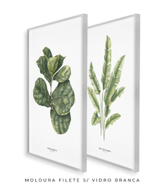 Quadro Decorativo Dupla Ficus Lyrata + Heliconia