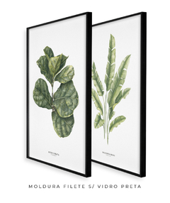 Quadro Decorativo Dupla Ficus Lyrata + Heliconia - comprar online