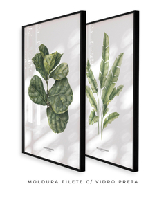 Quadro Decorativo Dupla Ficus Lyrata + Heliconia - Flowersjuls - Quadros decorativos botânicos | Aquarelas autorais
