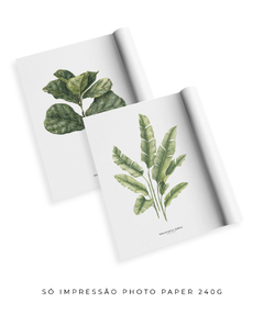 Imagem do Quadro Decorativo Dupla Ficus Lyrata + Heliconia