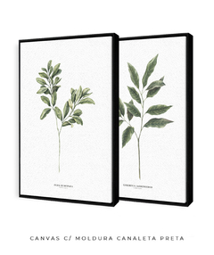 Quadro Decorativo Dupla Gardenia + Oliva na internet