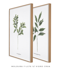 Quadro Decorativo Dupla Gardenia + Oliva - Flowersjuls - Quadros decorativos botânicos | Aquarelas autorais
