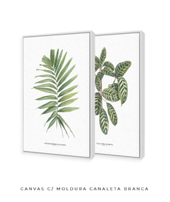 Imagem do Quadro Decorativo Dupla Palm Elegans + Calathea Zebrina
