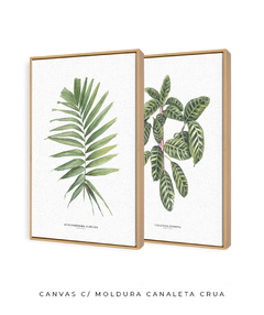 Quadro Decorativo Dupla Palm Elegans + Calathea Zebrina - Flowersjuls - Quadros decorativos botânicos | Aquarelas autorais