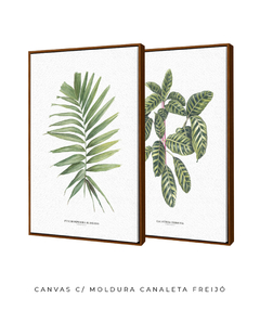 Quadro Decorativo Dupla Palm Elegans + Calathea Zebrina - comprar online