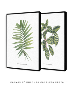 Quadro Decorativo Dupla Palm Elegans + Calathea Zebrina na internet