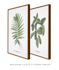 Imagem do Quadro Decorativo Dupla Palm Elegans + Calathea Zebrina
