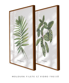 Quadro Decorativo Dupla Palm Elegans + Calathea Zebrina