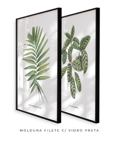 Quadro Decorativo Dupla Palm Elegans + Calathea Zebrina - Flowersjuls - Quadros decorativos botânicos | Aquarelas autorais