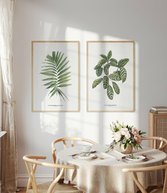 Quadro Decorativo Dupla Palm Elegans + Calathea Zebrina