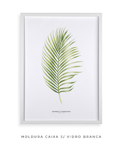 Quadro Decorativo Dypsis Lutescens - Flowersjuls - Quadros decorativos botânicos | Aquarelas autorais