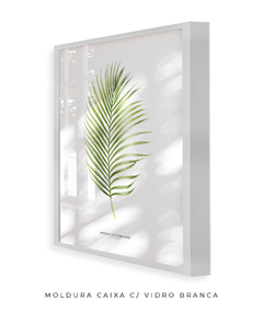 Imagem do Quadro Decorativo Dypsis Lutescens