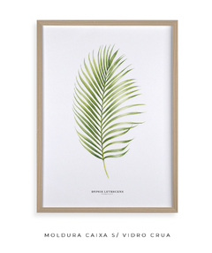 Quadro Decorativo Dypsis Lutescens