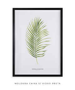 Quadro Decorativo Dypsis Lutescens - Flowersjuls - Quadros decorativos botânicos | Aquarelas autorais