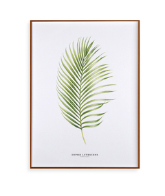 Quadro Decorativo Dypsis Lutescens