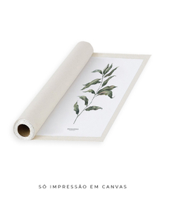 Quadro Decorativo Eucalipto II - Flowersjuls - Quadros decorativos botânicos | Aquarelas autorais