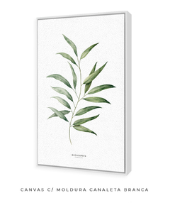 Imagem do Quadro Decorativo Eucalyptus